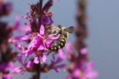 <i>Anthidium septemspinosum</i>
