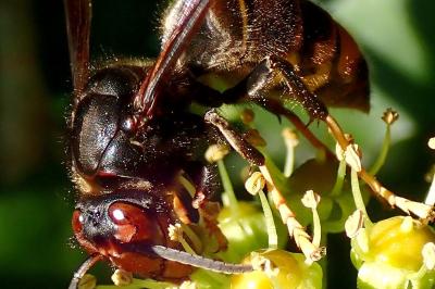 Vespa velutina