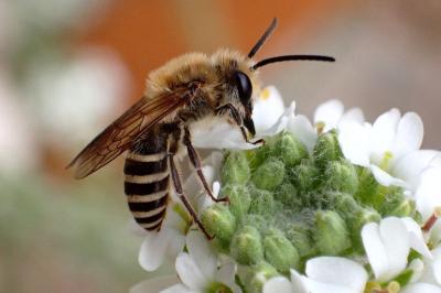 Colletes hederae
