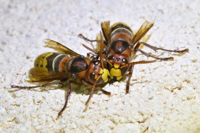 <i>Vespa crabro</i>