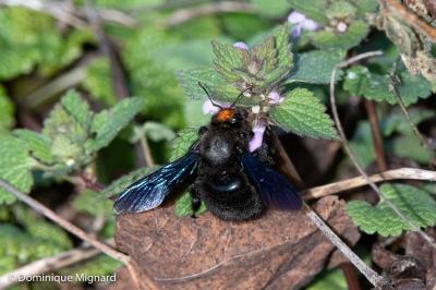 <i>Xylocopa violacea</i>