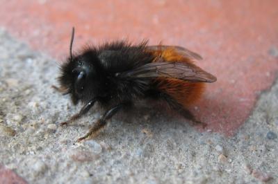 <i>Osmia cornuta</i>