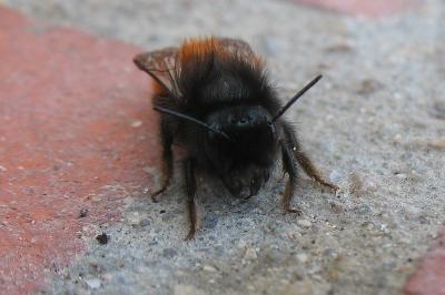 <i>Osmia cornuta</i>