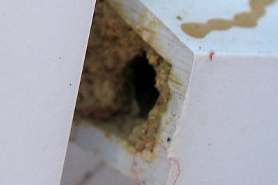 <i>Osmia cornuta</i>