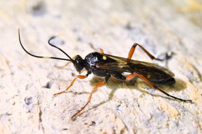 <i>Diphyus quadripunctorius</i>