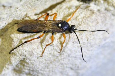<i>Diphyus quadripunctorius</i>