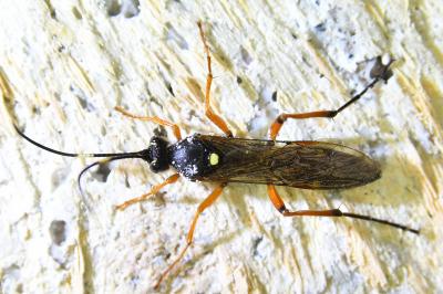 <i>Diphyus quadripunctorius</i>