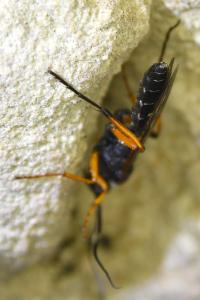 <i>Diphyus quadripunctorius</i>