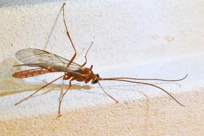 <i>Ophion obscuratus</i>