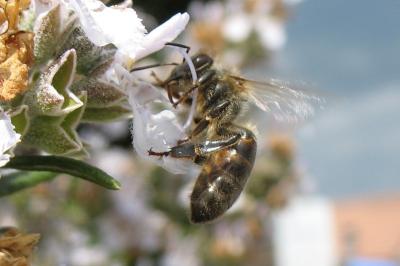 <i>Apis mellifera</i>