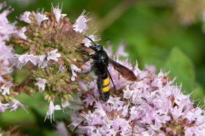 <i>Scolia hirta</i>