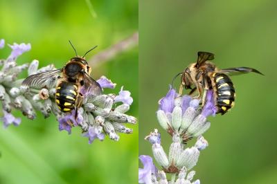 <i>Anthidium septemspinosum</i>