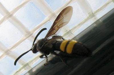 <i>Scolia hirta</i>