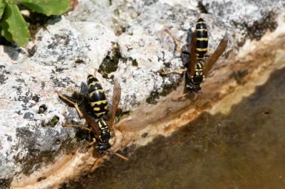 <i>Polistes dominula</i>