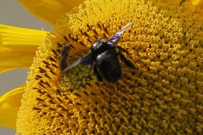 <i>Xylocopa violacea</i>