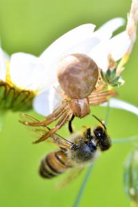 <i>Apis mellifera</i>