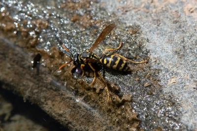 <i>Polistes dominula</i>