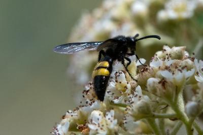 <i>Scolia hirta</i>