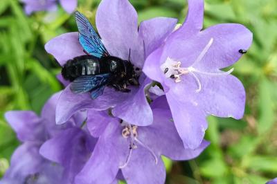<i>Xylocopa violacea</i>