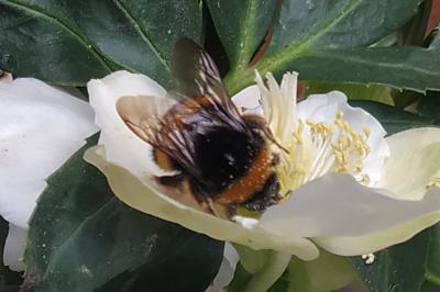<i>Bombus</i>