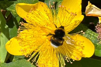 <i>Bombus</i>