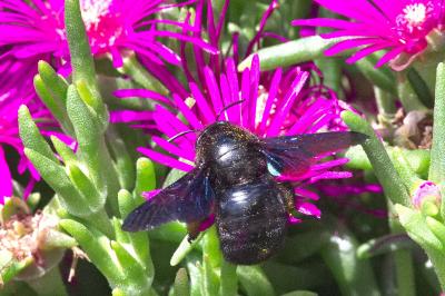 <i>Xylocopa violacea</i>