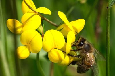 <i>Apis mellifera</i>