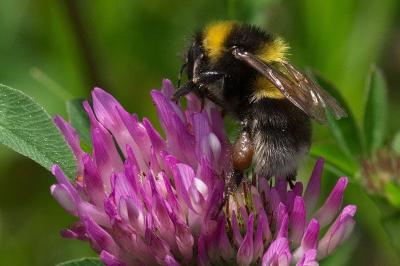 <i>Bombus</i>