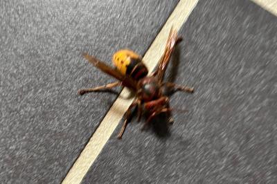 <i>Vespa crabro</i>