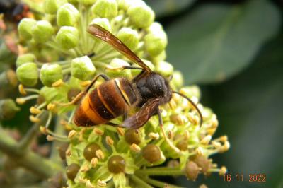 <i>Vespa velutina</i>