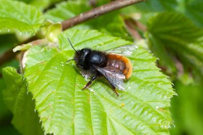 <i>Osmia cornuta</i>