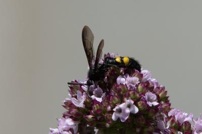 <i>Scolia hirta</i>