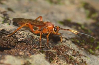 <i>Lymantrichneumon disparis</i>