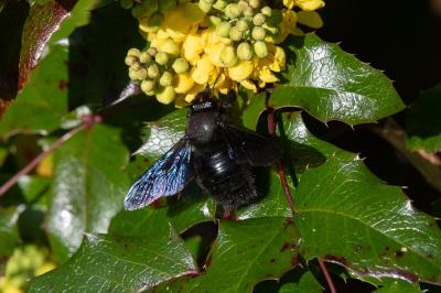 <i>Xylocopa violacea</i>
