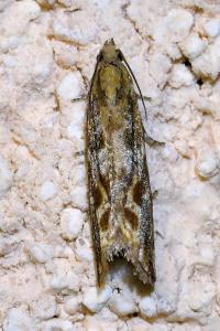<i>Bactra furfurana</i>