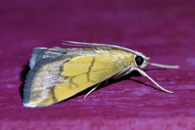 <i>Evergestis limbata</i>