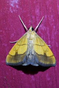 <i>Evergestis limbata</i>