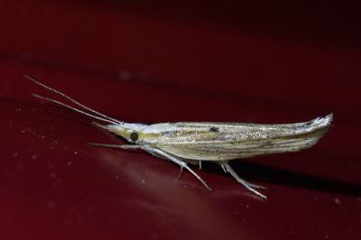 <i>Ypsolopha nemorella</i>