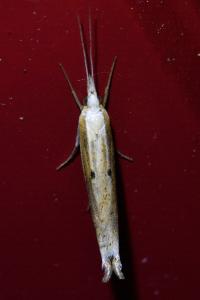 <i>Ypsolopha nemorella</i>