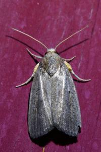 <i>Proxenus hospes</i>