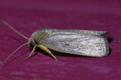 <i>Proxenus hospes</i>