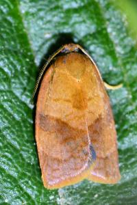 <i>Cacoecimorpha pronubana</i>