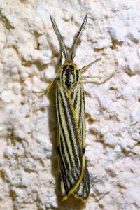 <i>Spiris striata</i>