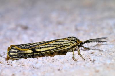 <i>Spiris striata</i>