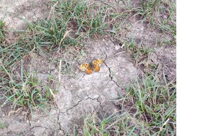<i>Melitaea phoebe</i>