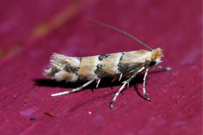 <i>Phyllonorycter trifasciella</i>