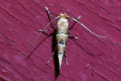 <i>Phyllonorycter trifasciella</i>