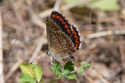 <i>Aricia agestis</i>