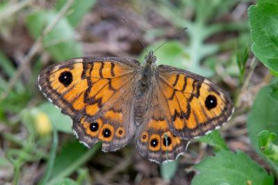 <i>Lasiommata megera</i>