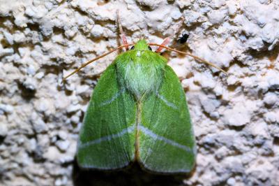 <i>Pseudoips prasinanus</i>